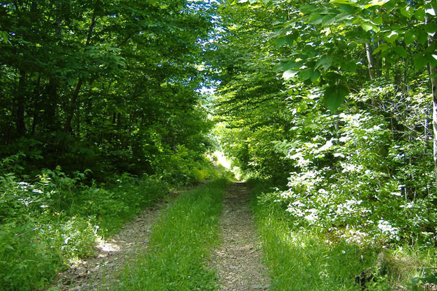 Maine Woods